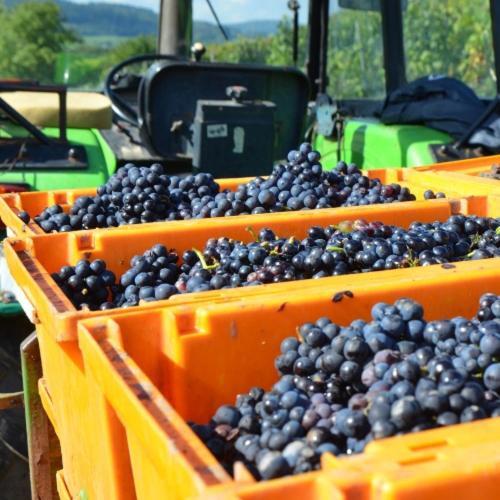 فندق Weingut Erbes-Henn Ürzig المظهر الخارجي الصورة